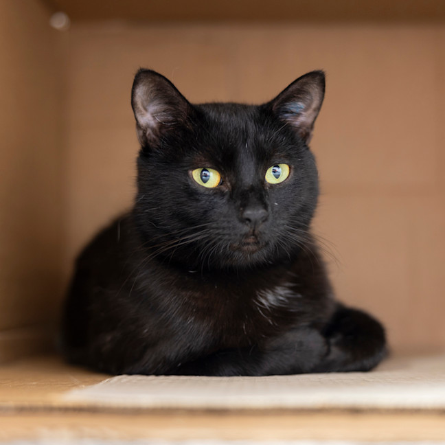 Photo of Senna (Previously Cupcake)