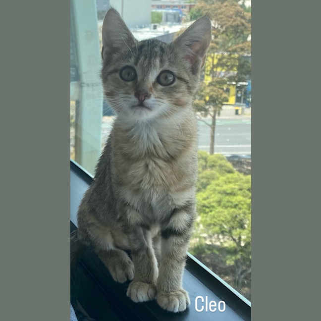 Photo of Cleo 