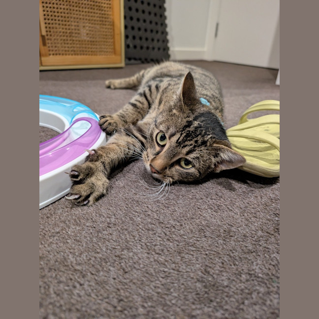 Photo of Wally *9 Lives Project Rescue*
