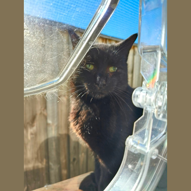 Photo of Morticia 