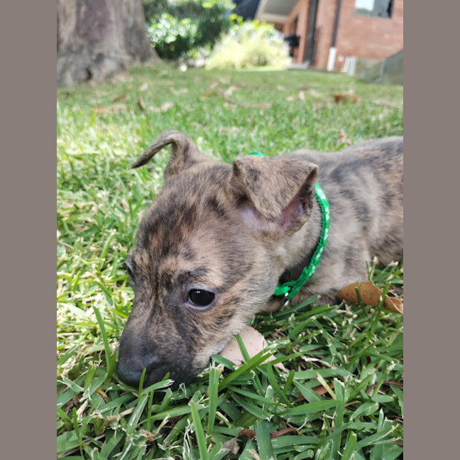 Photo of Collar Green