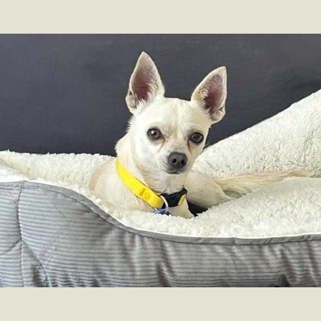 Photo of Dobby   3 Year Old Chihuahua