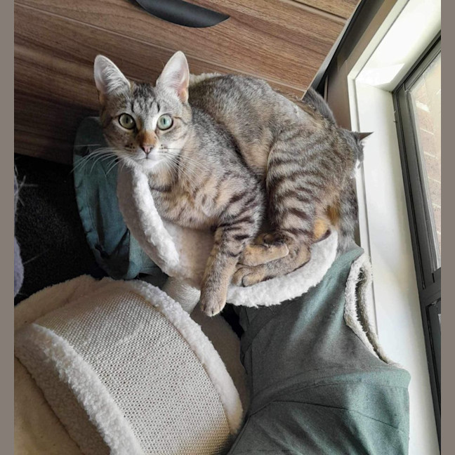 Photo of Twila Meet Me@Petstock Dandenong Store