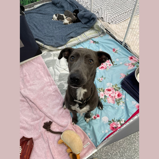 Photo of Penelope And Her Four Pups!