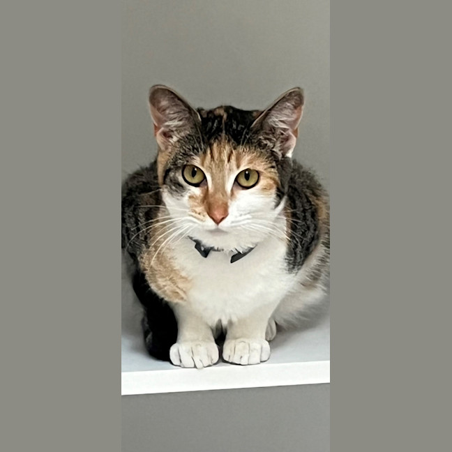 Photo of Gucci (60039)