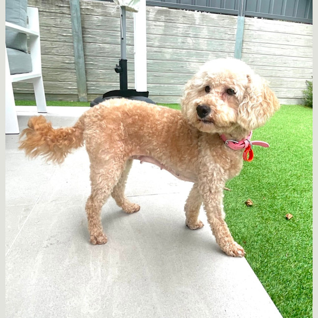 Photo of Sweet Little Lily