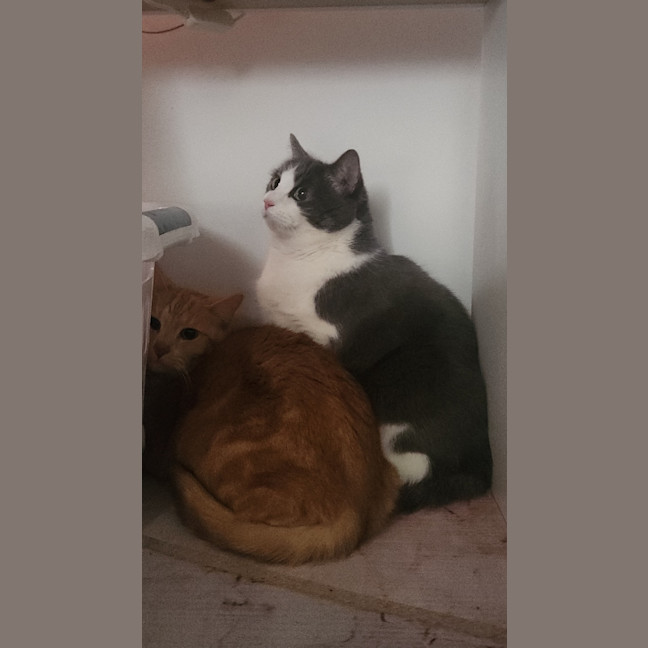 Photo of Theo & Ronnie