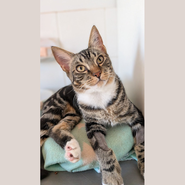 Photo of Trap
