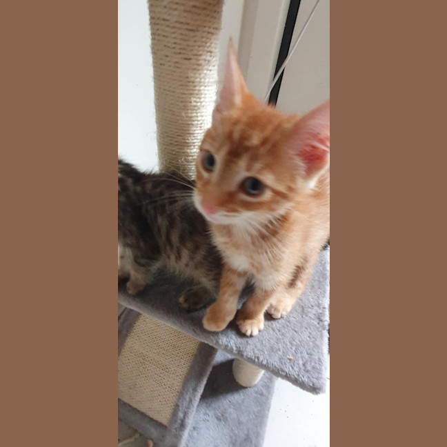 Photo of Lemon & Lime 