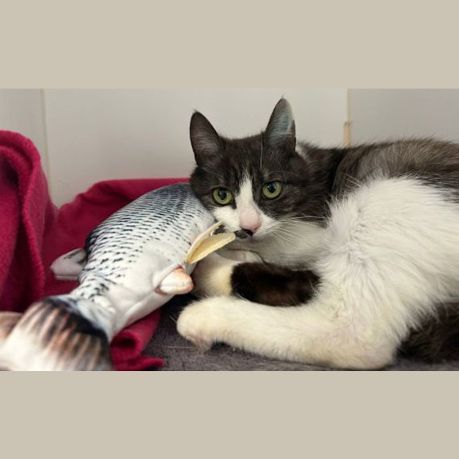 Photo of Meowgaret