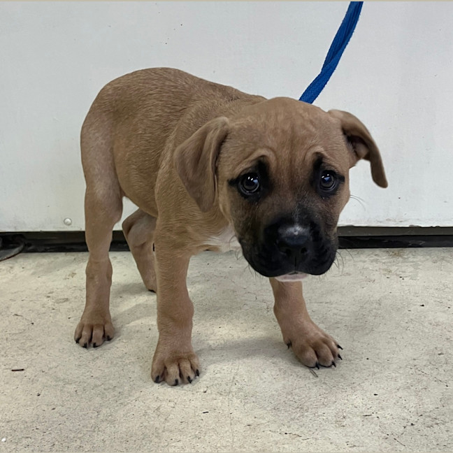 Photo of Bogey