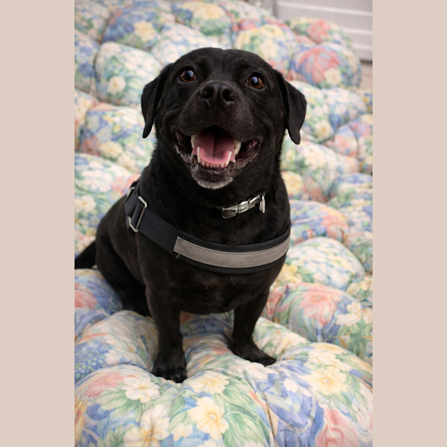 Photo of Bailey