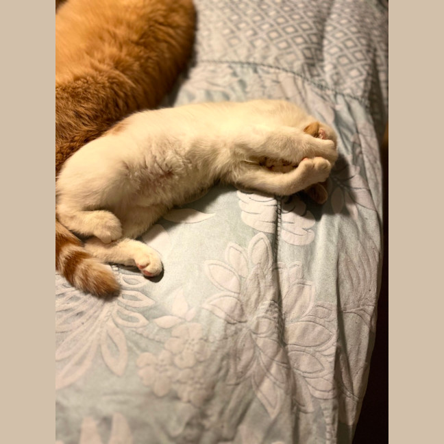 Photo of Nugget