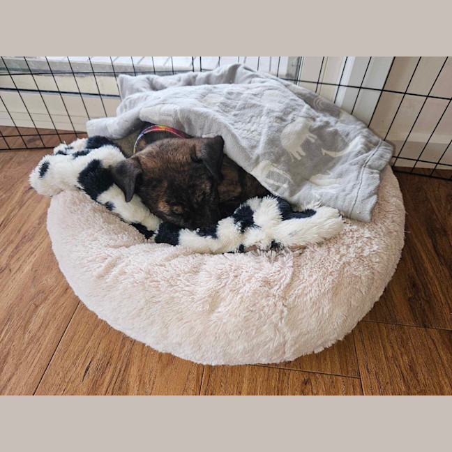 Photo of Emmett