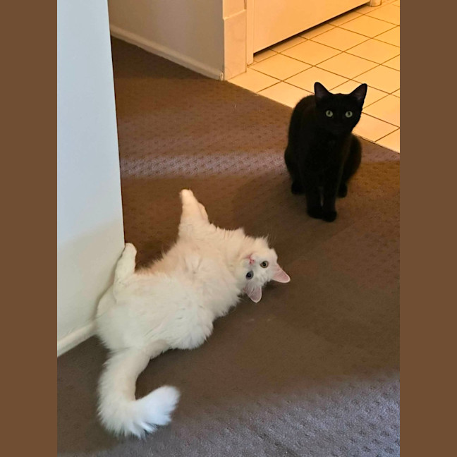 Photo of Nessa Rose And Shen Shen