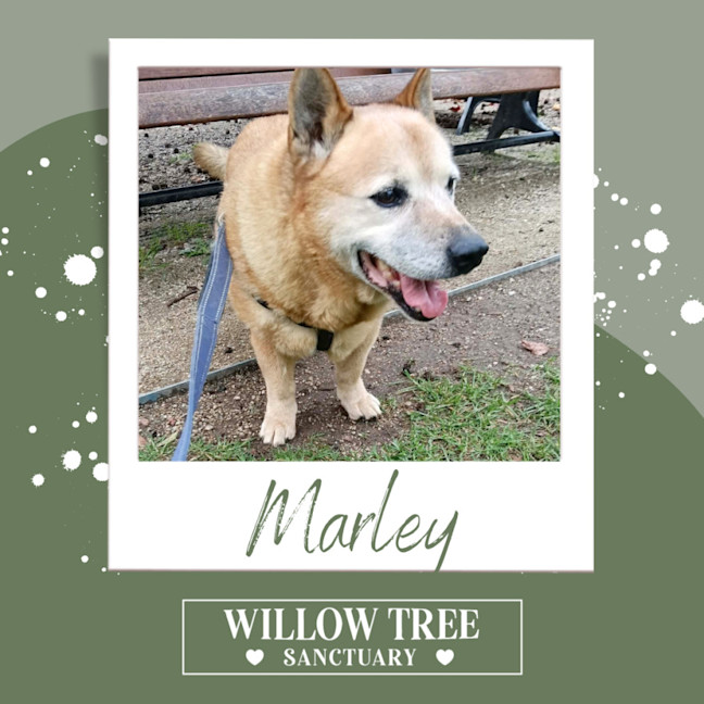 Photo of Marley 