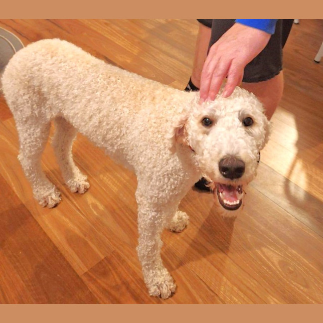 Photo of Teddy