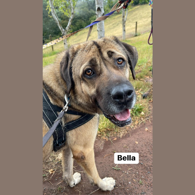 Photo of Bella
