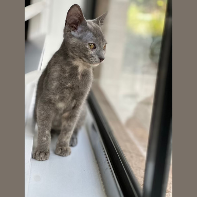 Photo of Misty
