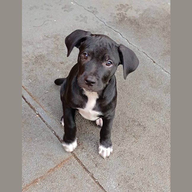 Photo of Chief 