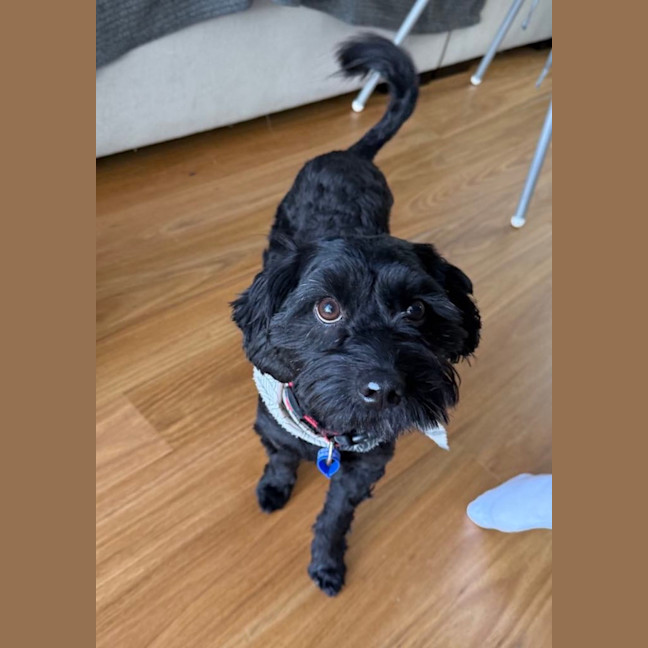 Photo of Koda   1 Year Old Cavoodle