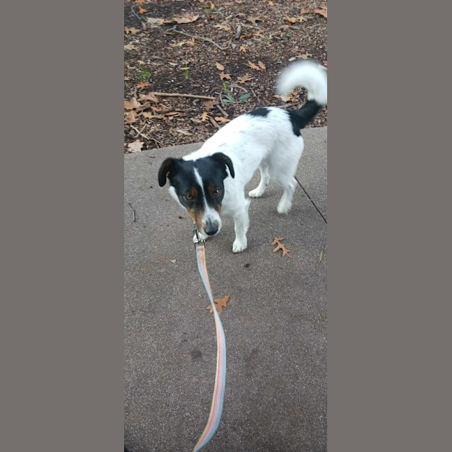 Photo of Banjo