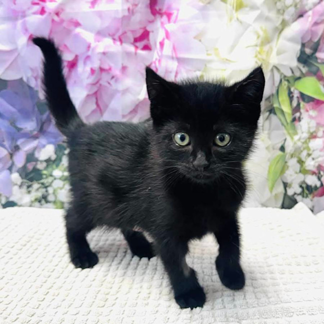 Photo of Wednesday   Located In Ashburton