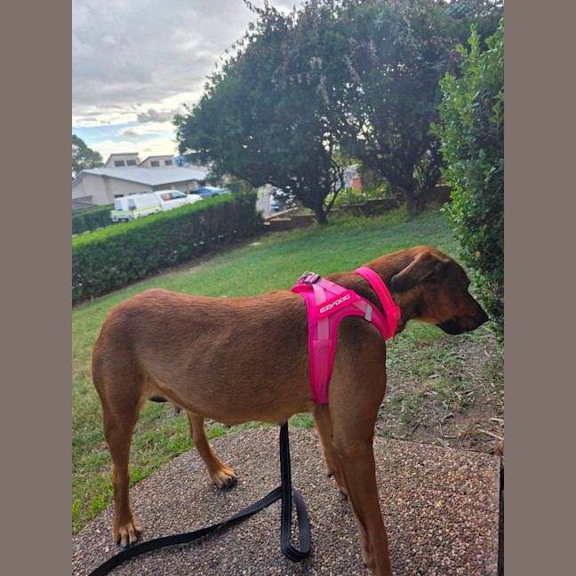 Photo of Nala 