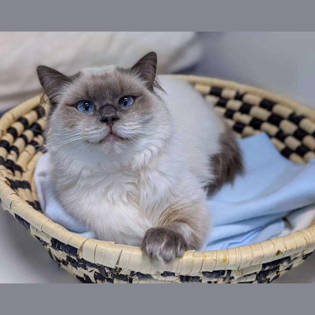 Photo of Miss Kitten