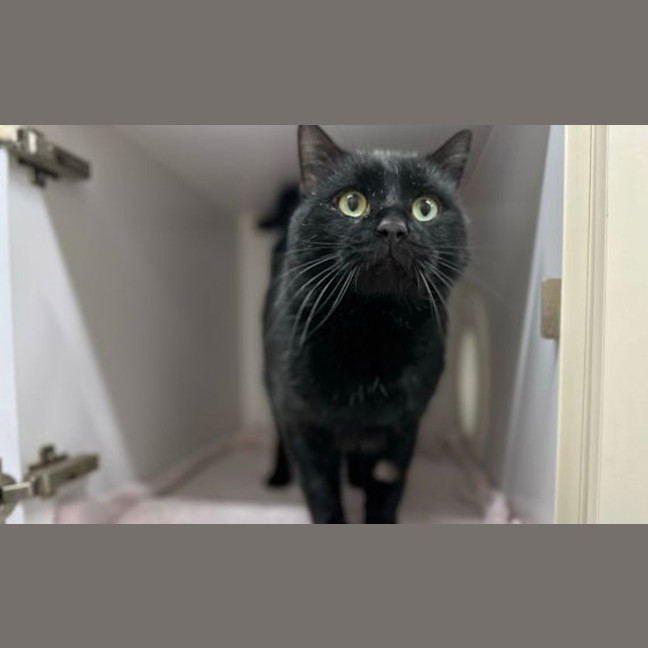 Photo of Salem