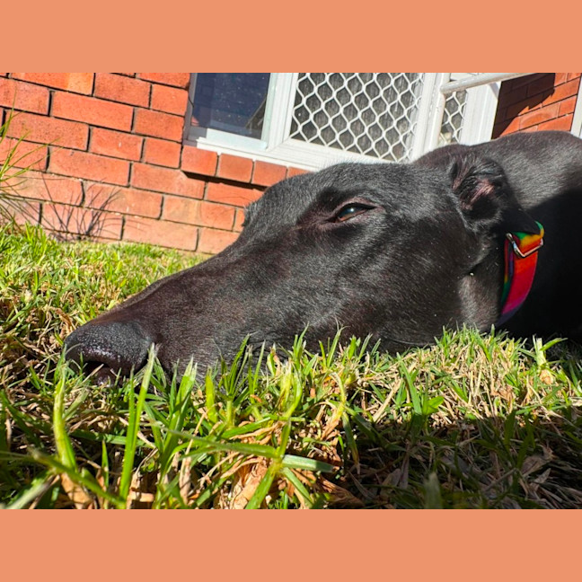 Photo of Chance, The Greyhound