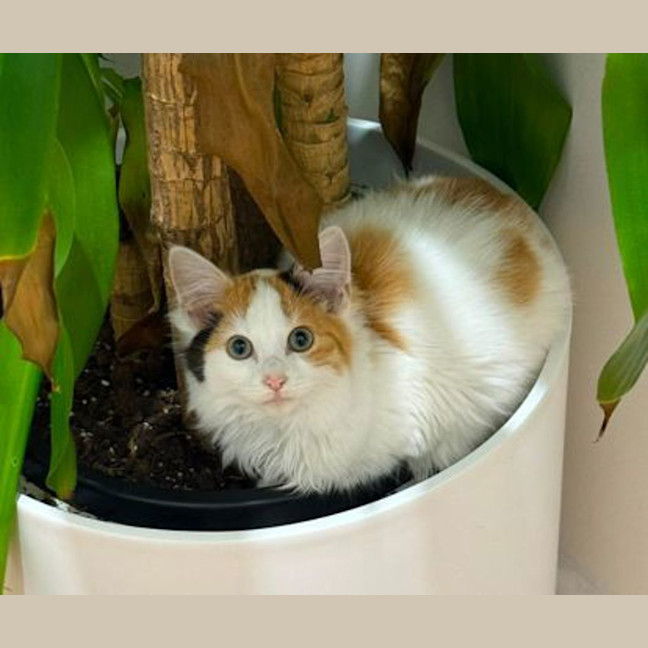 Photo of Kiki