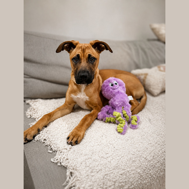 Photo of Tulip