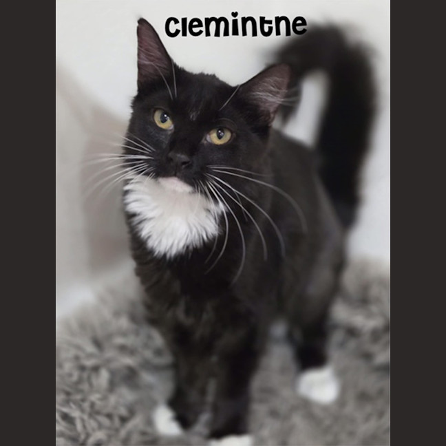 Photo of Clementine