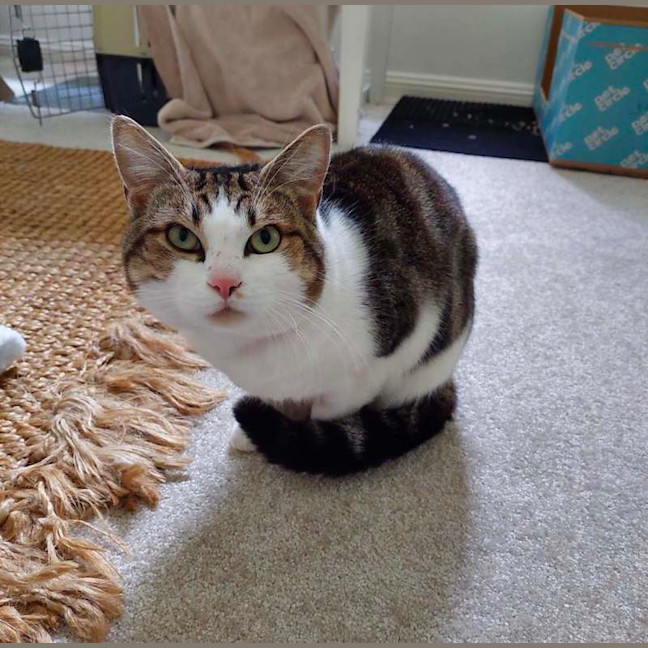 Photo of Bub