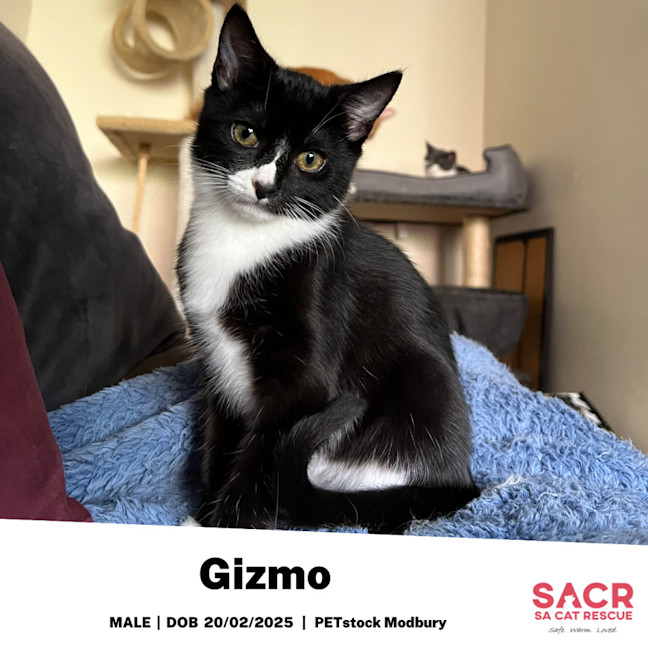 Photo of Gizmo