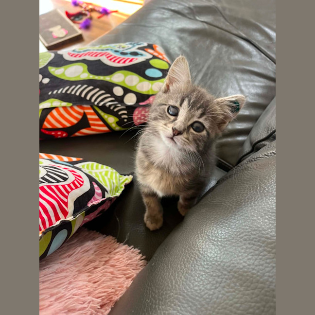 Photo of Pip