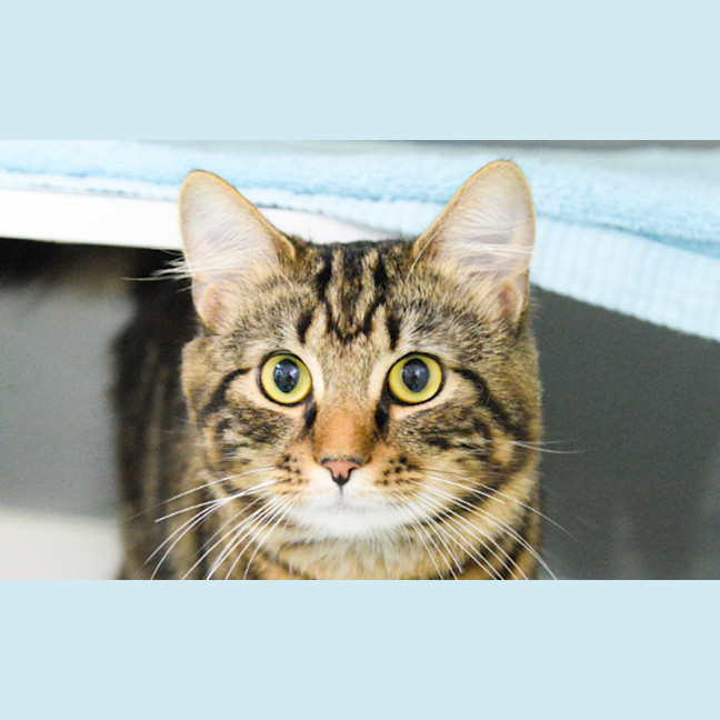 Photo of Marmaduke
