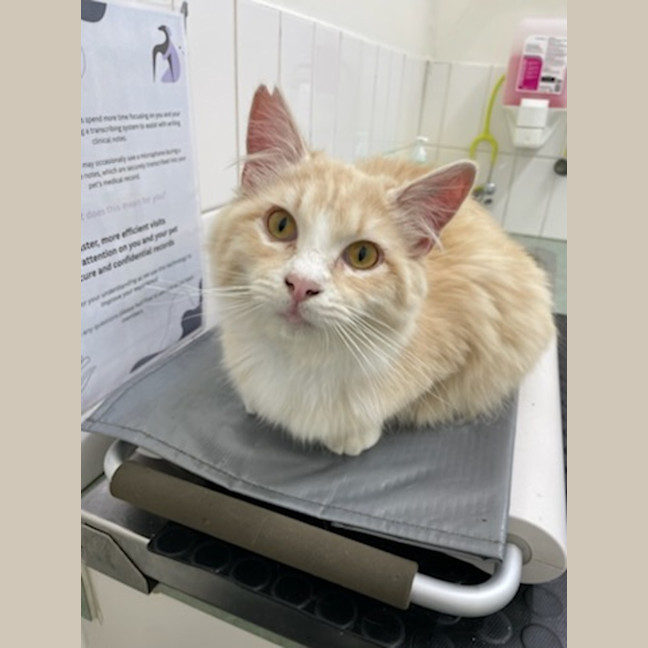 Photo of Simba