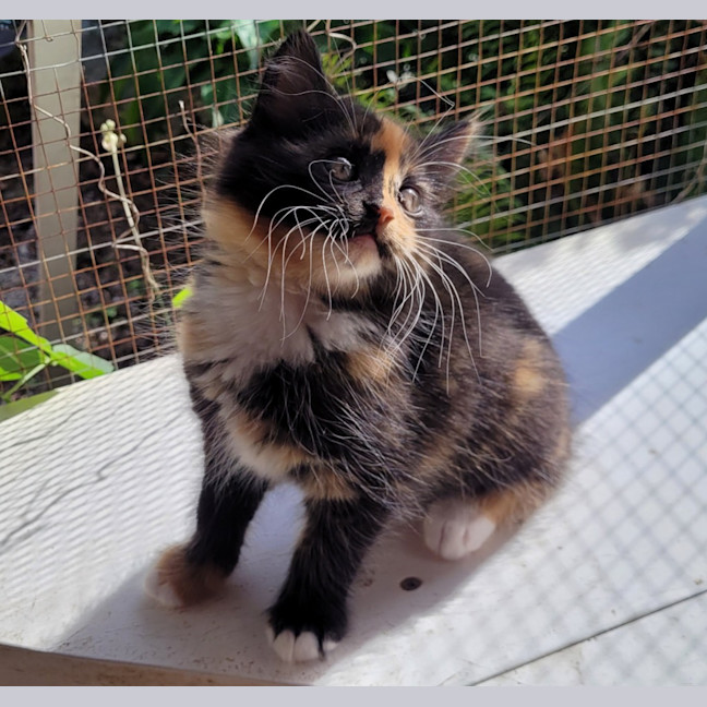 Photo of Violet (K56)