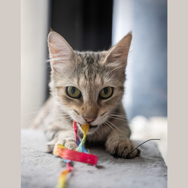 Photo of Blondie 🩷 