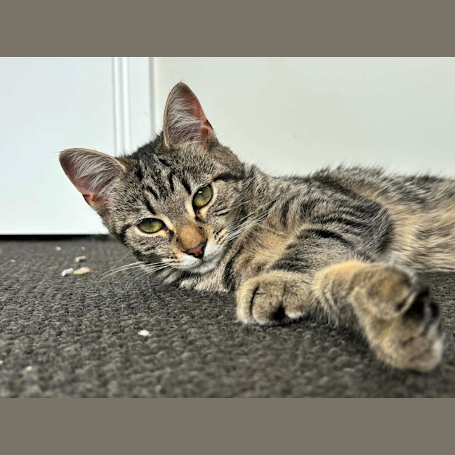 Photo of Sadie