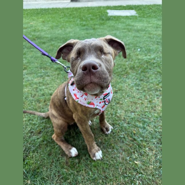 Photo of Honey