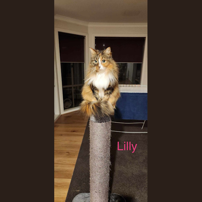 Photo of Lily
