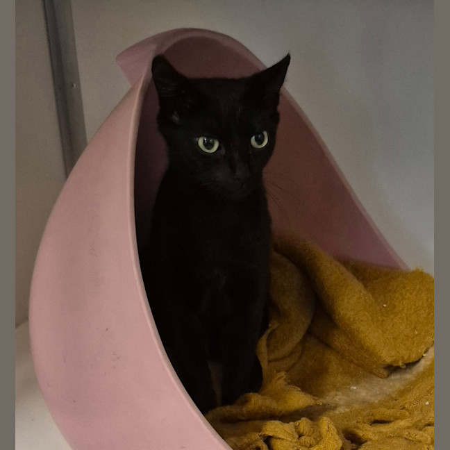 Photo of Cinder