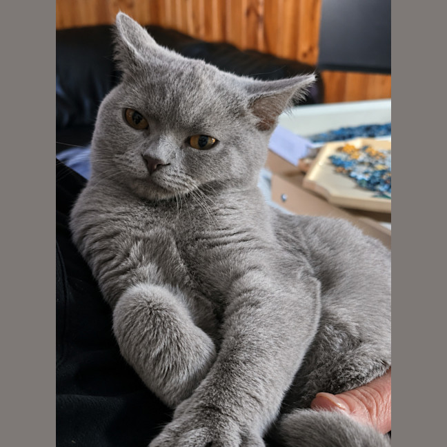 Photo of Whisper