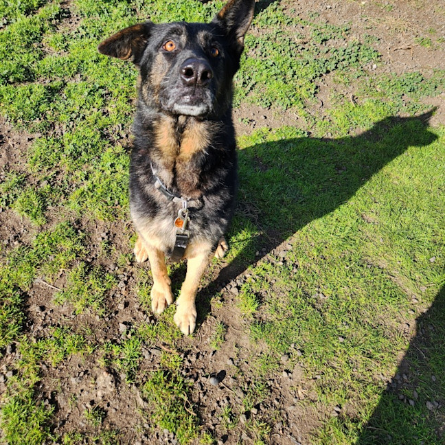 Photo of Lucy (63834)