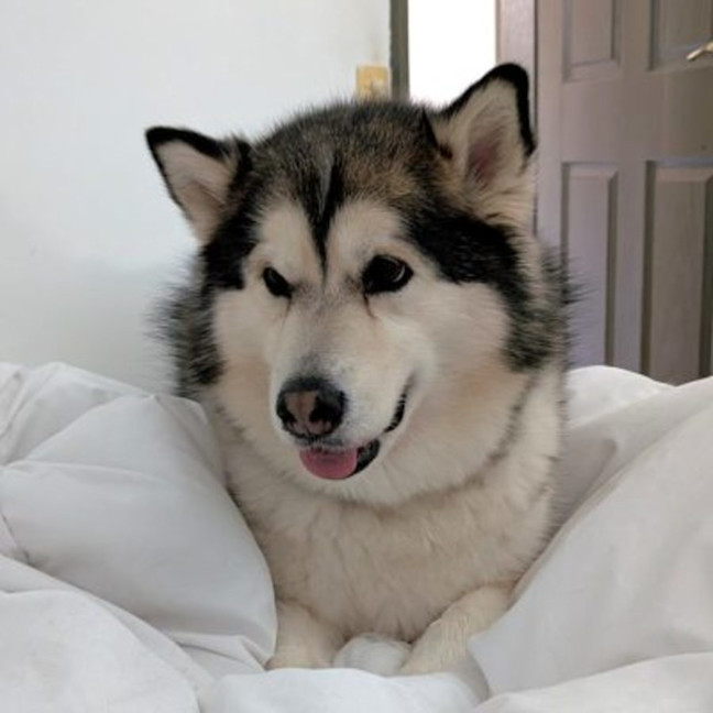 Photo of Talula