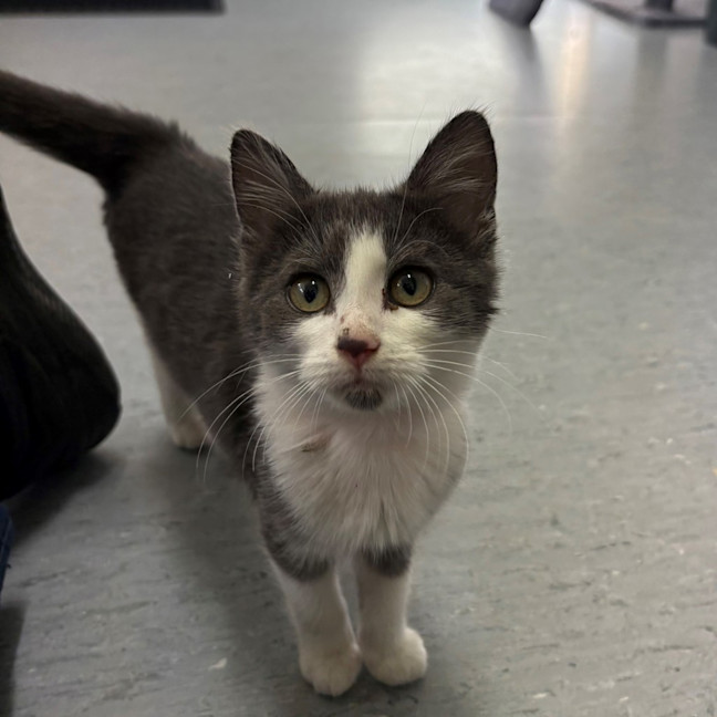 Photo of Tomato Sauce