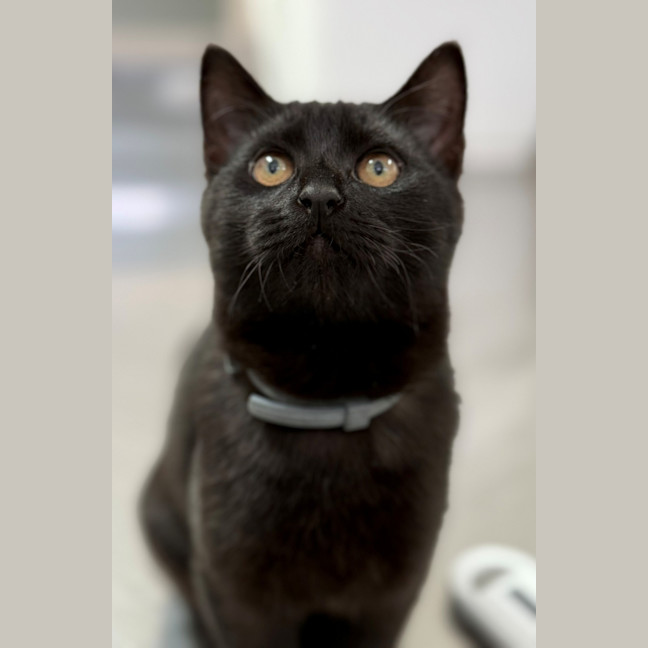 Photo of Ebony (8999)